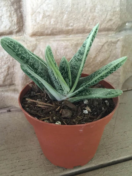 Gasteria Marble Plant or Tongue Aloe, Deer s Tongue, Ox Tongue with Frost Green with Dark Green Dots coloured leaves and Pale pink coloured flower 