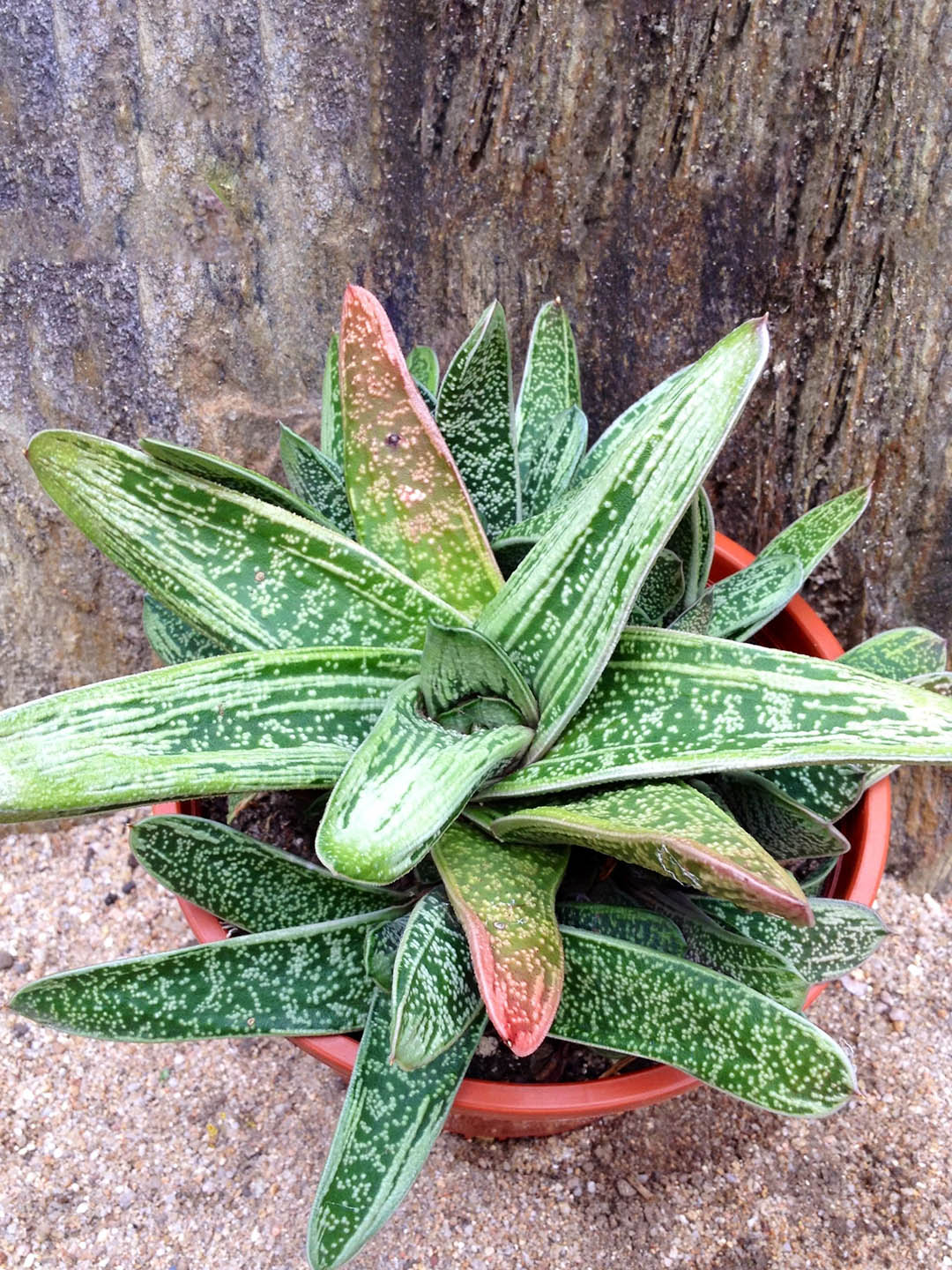 Gasteria Marble