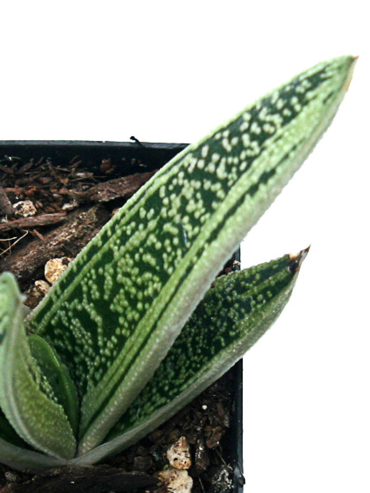 Gasteria Marble