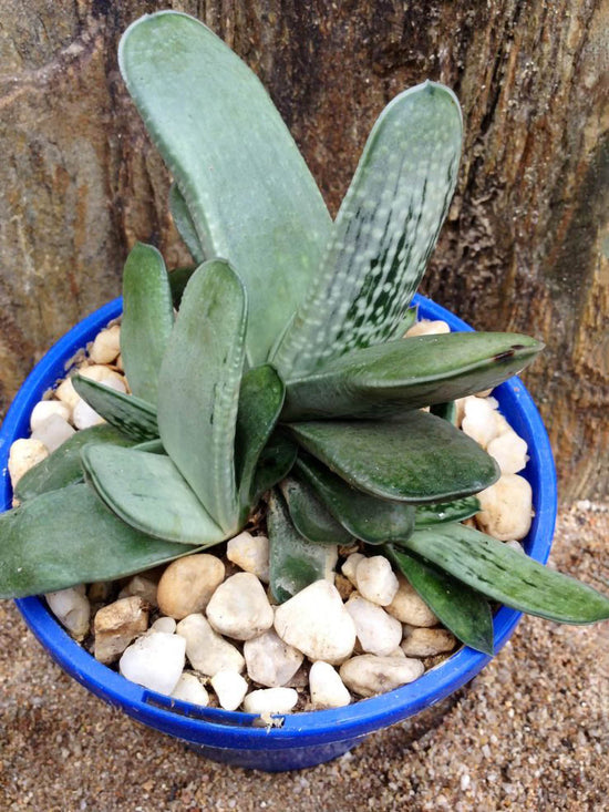 Gasteria Big Brother Plant or Tongue Aloe, Deer s Tongue, Ox Tongue with Frost Green with Dark Green Splash coloured leaves and Pale pink coloured flower 