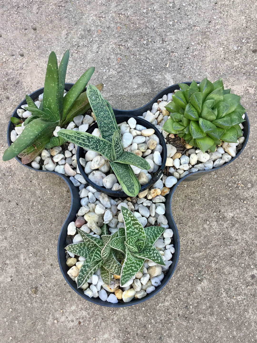 Gasteria Big Brother