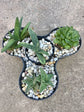 Gasteria Big Brother
