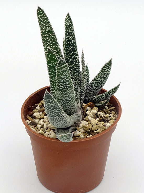 Gasteria Verrucosa Plant or Tongue Aloe, Deer s Tongue, Ox Tongue with Dark Green with Frost Green Dots coloured leaves and Pale pink coloured flower 