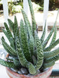 Gasteria Verrucosa