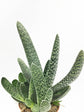 Gasteria Verrucosa