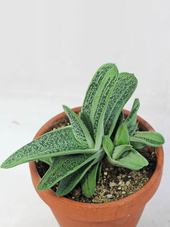 Gasteria Little Warty Plant or Tongue Aloe, Deer s Tongue, Ox Tongue with Frost Green with Dark Green Strikes coloured leaves and Pale pink coloured flower 