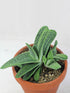 Gasteria Little Warty Plant or Tongue Aloe, Deer s Tongue, Ox Tongue with Frost Green with Dark Green Strikes coloured leaves and Pale pink coloured flower 