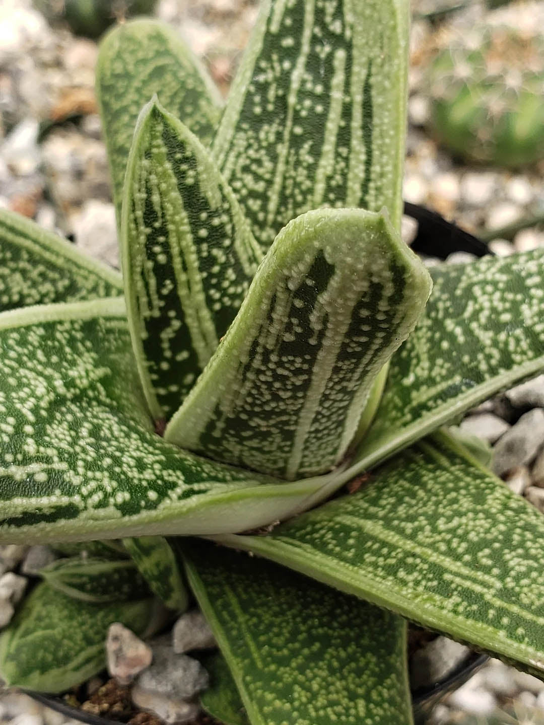 Gasteria Little Warty