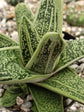 Gasteria Little Warty