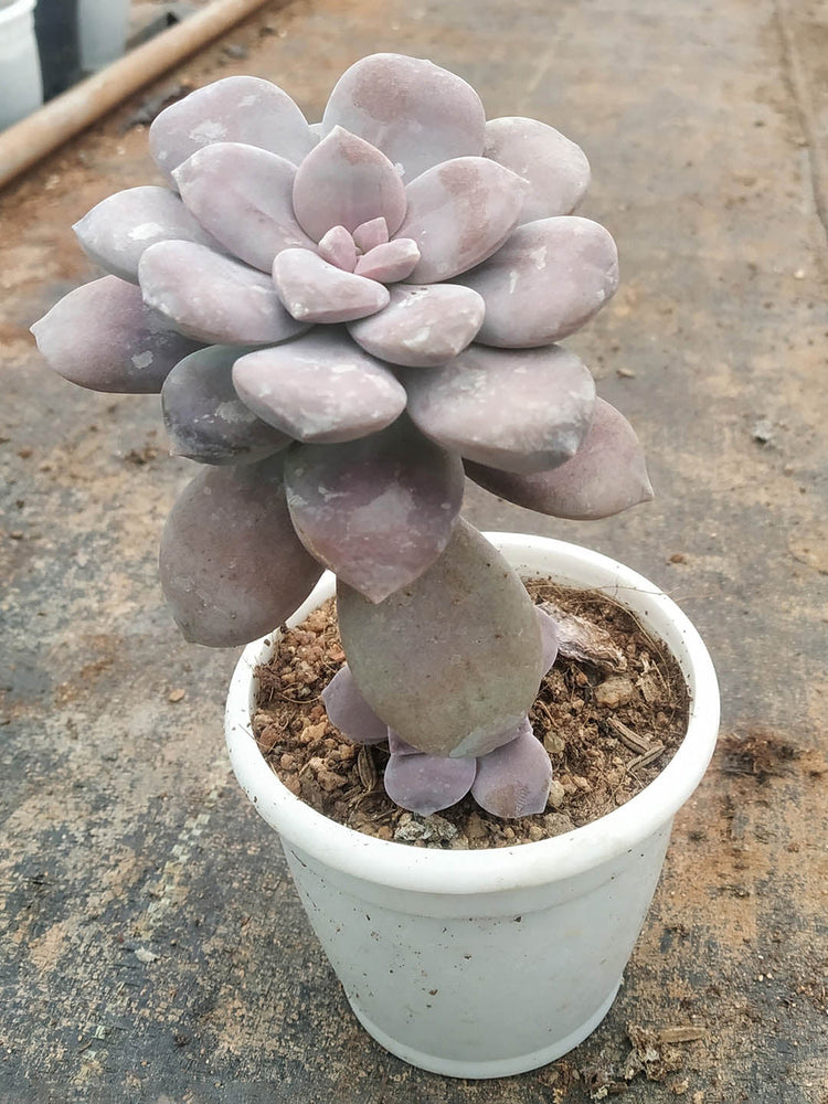 Graptopetalum Amethystinum Plant or Lavender Pebbles ,Jewel Leaf Plant with Lavender coloured leaves and White with Red Tips coloured flower 