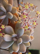 Graptopetalum Amethystinum