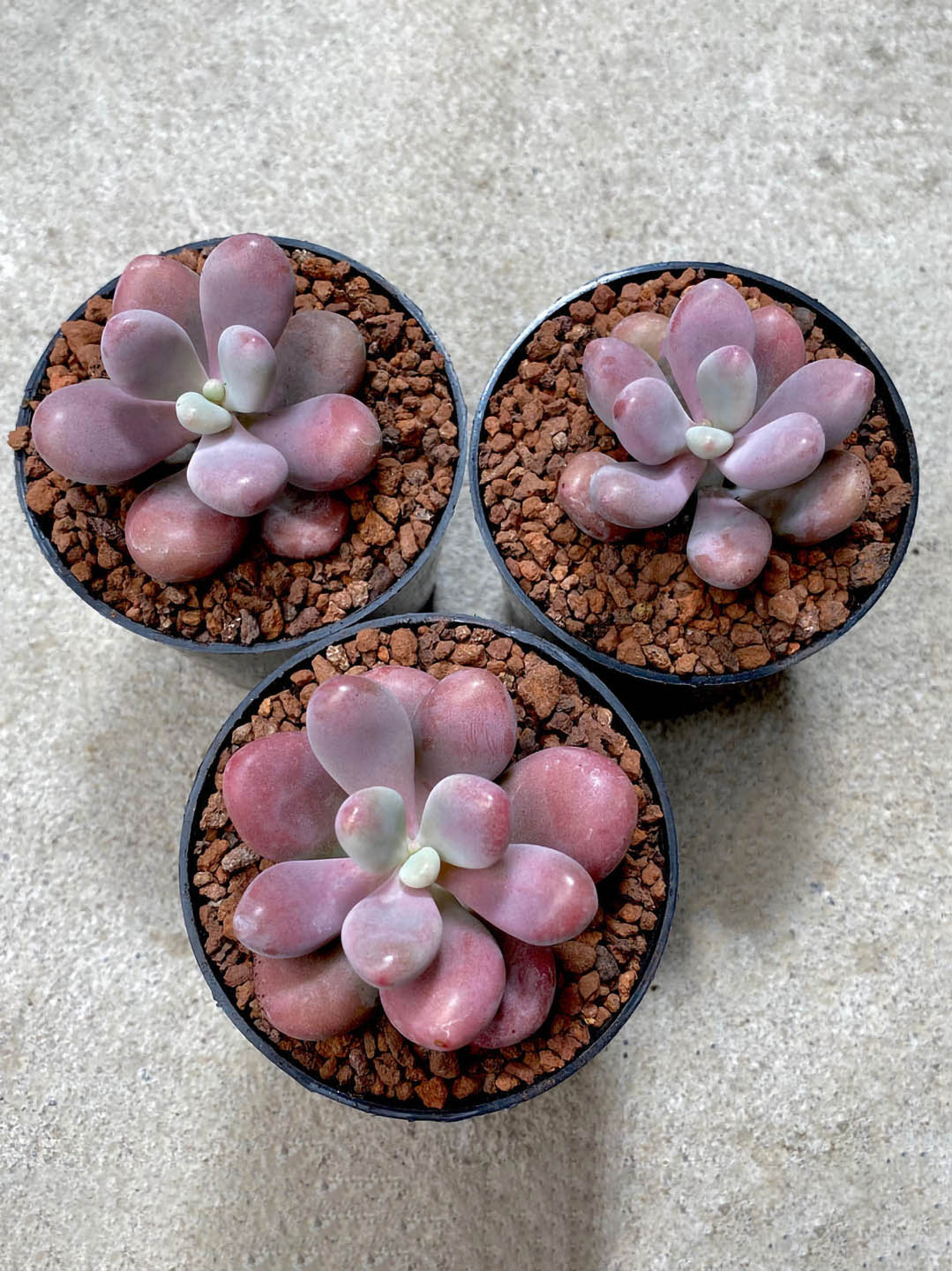 Graptopetalum Amethystinum