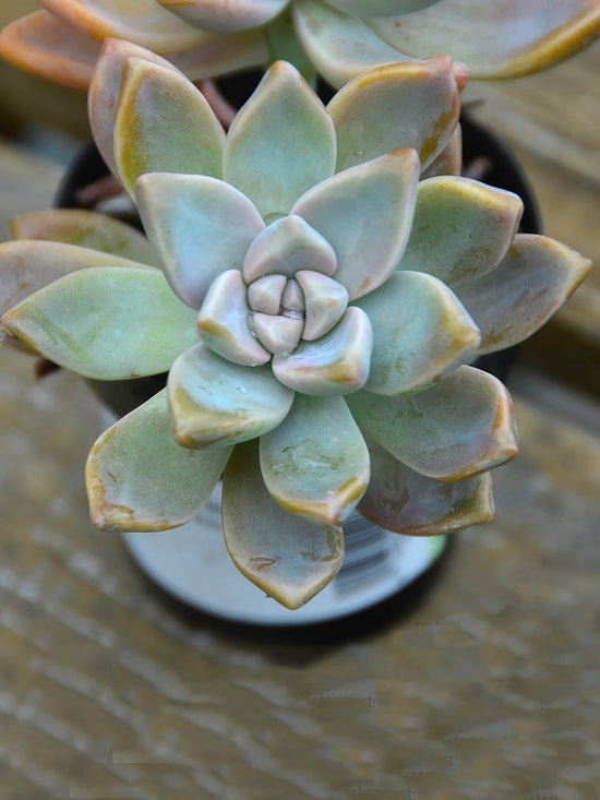 Graptopetalum Paraguayense Plant or Sedum Weinbergii, Mother-of-pearl-plant and Ghost plant with Greyish white coloured leaves and White coloured flower 