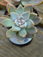 Graptopetalum Paraguayense Plant or Sedum Weinbergii, Mother-of-pearl-plant and Ghost plant with Greyish white coloured leaves and White coloured flower 