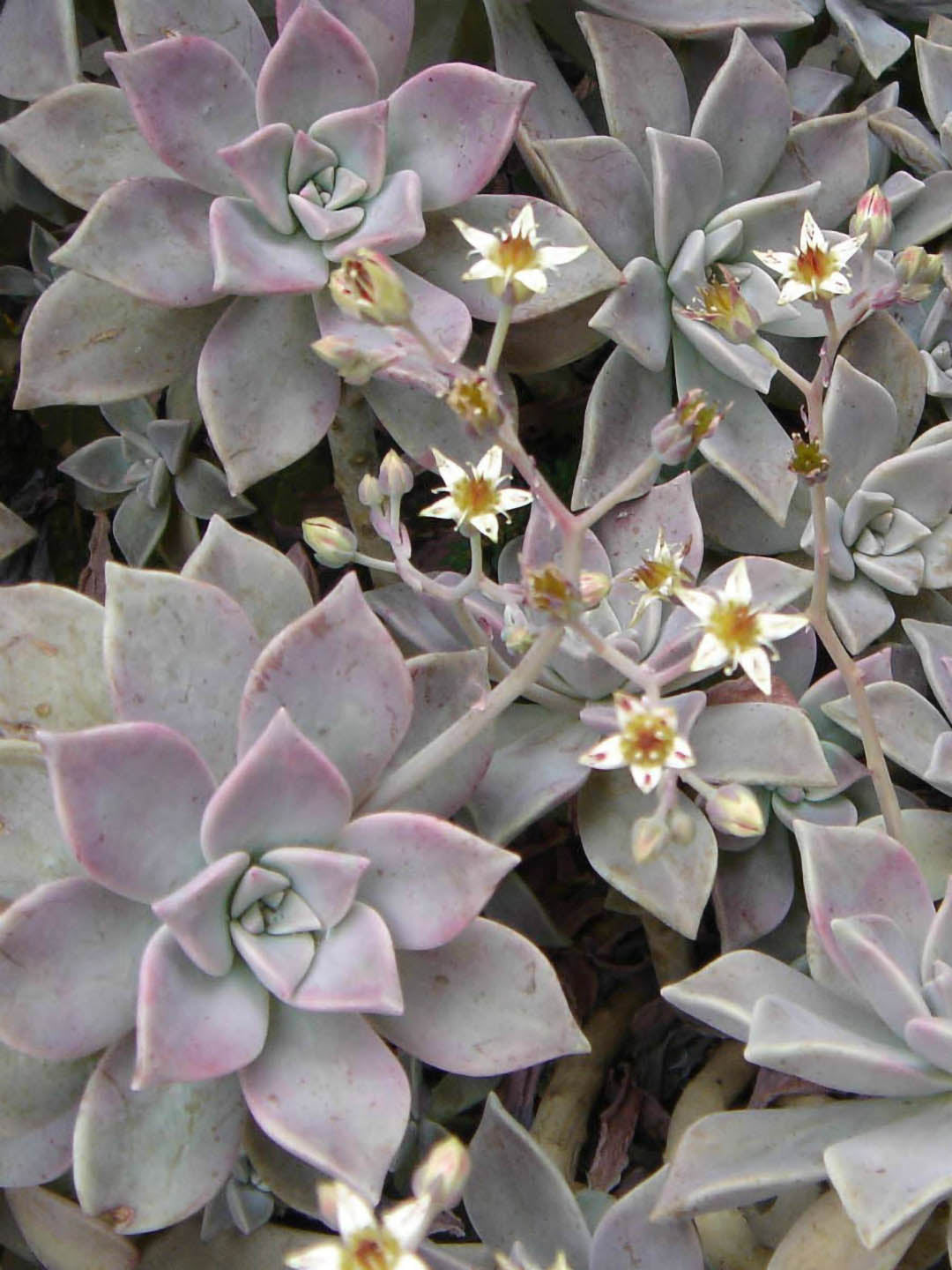 Graptopetalum Paraguayense