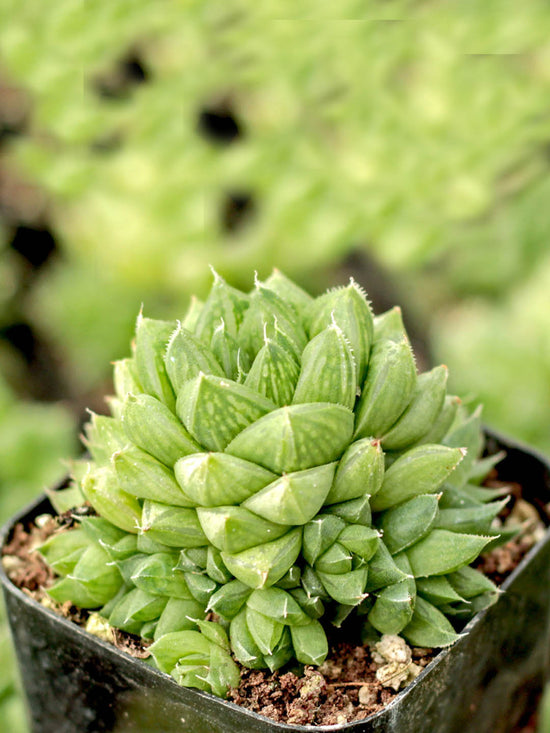 Haworthia Cymbiformis Plant or Cathedral Window, Window Boat with Transparent Green coloured leaves and White coloured flower 