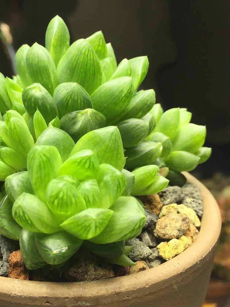 Haworthia Cymbiformis