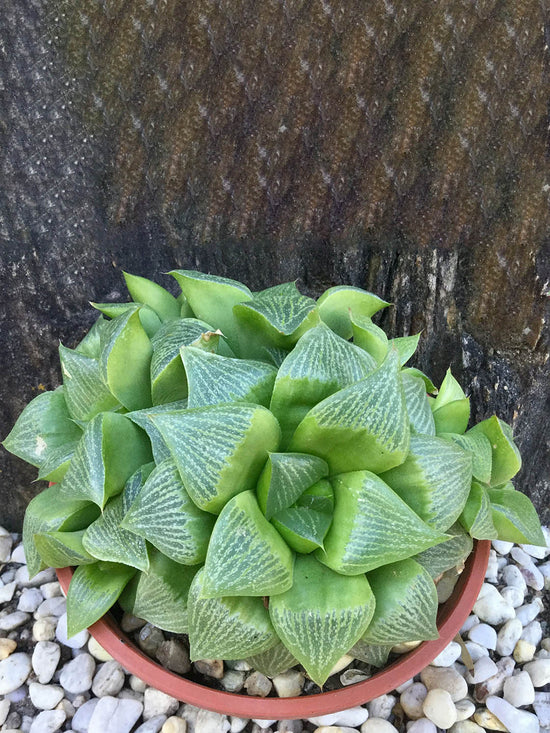Haworthia Retusa Plant or Star Cactus , Window Succulent with Green coloured leaves and Greenish Brown coloured flower 