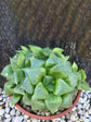Haworthia Retusa Plant or Star Cactus , Window Succulent with Green coloured leaves and Greenish Brown coloured flower 