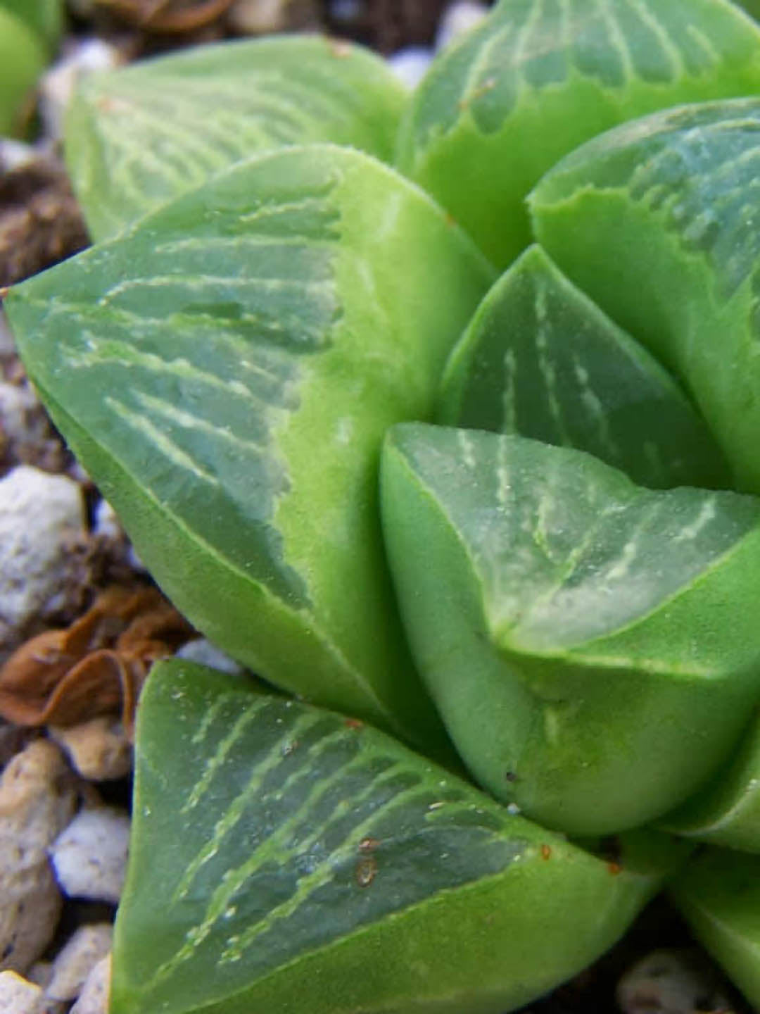 Haworthia Retusa