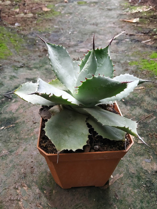 Agave Potatorum Plant or Quadricolor Century Plant with Green with Reddish spiked tip coloured leaves and White coloured flower 