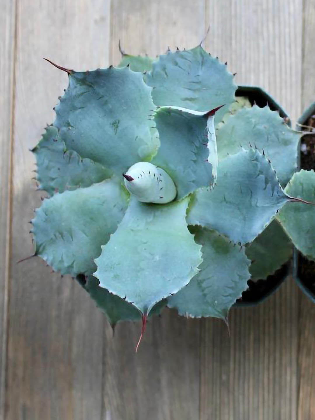 Agave Potatorum