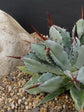 Agave Potatorum