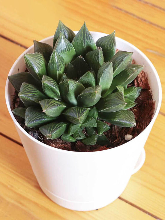 Haworthia Maculata Plant or Star window Plant with Green with White coloured leaves and Pink coloured flower 