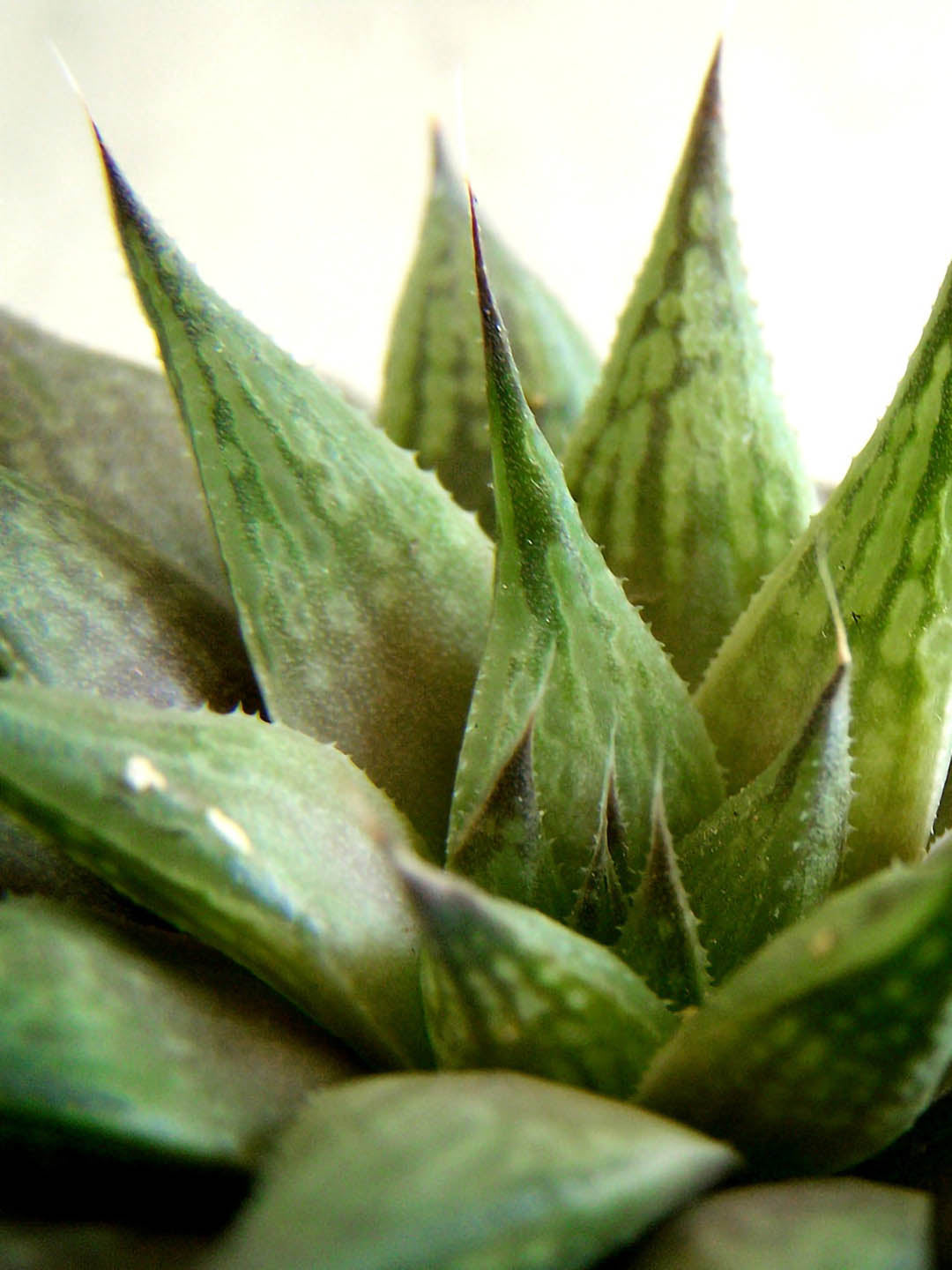 Haworthia Maculata