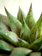 Haworthia Maculata