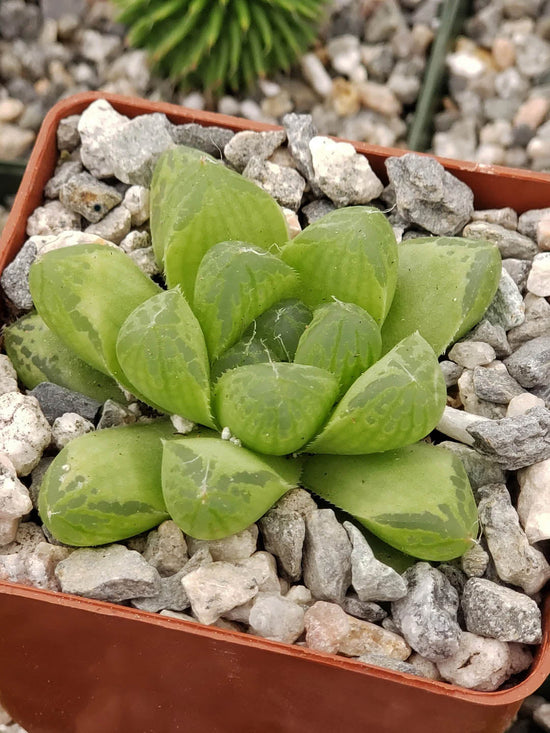 Haworthia Cooperi Plant or Cooper s Haworthia, Pussy Foot, Window Haworthia with Transparent Green coloured leaves and Pink coloured flower 