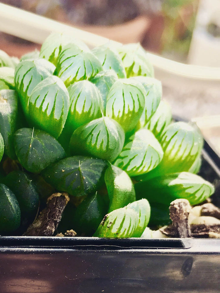 Haworthia Cooperi
