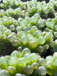Haworthia Cooperi