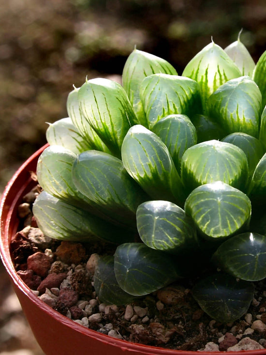Haworthia Cooperi Obtusa Plant or Haworthia with Transparent Green with Purple Hue coloured leaves and White coloured flower 