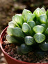 Haworthia Cooperi Obtusa Plant or Haworthia with Transparent Green with Purple Hue coloured leaves and White coloured flower 