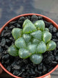 Haworthia Cooperi Obtusa