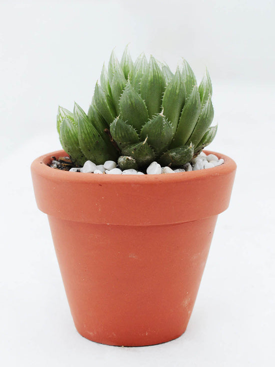 Haworthia Cooperi Fleshy Plant or Cooper s Haworthia, Pussy Foot, Window Haworthia with Bright Green coloured leaves and Pink coloured flower 