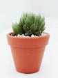 Haworthia Cooperi Fleshy Plant or Cooper s Haworthia, Pussy Foot, Window Haworthia with Bright Green coloured leaves and Pink coloured flower 