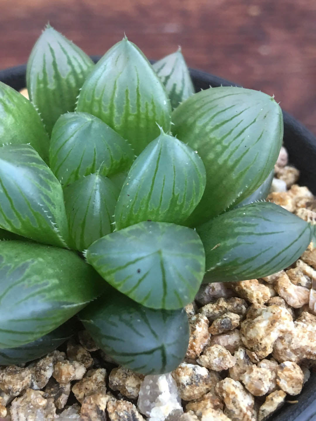 Haworthia Cooperi Fleshy