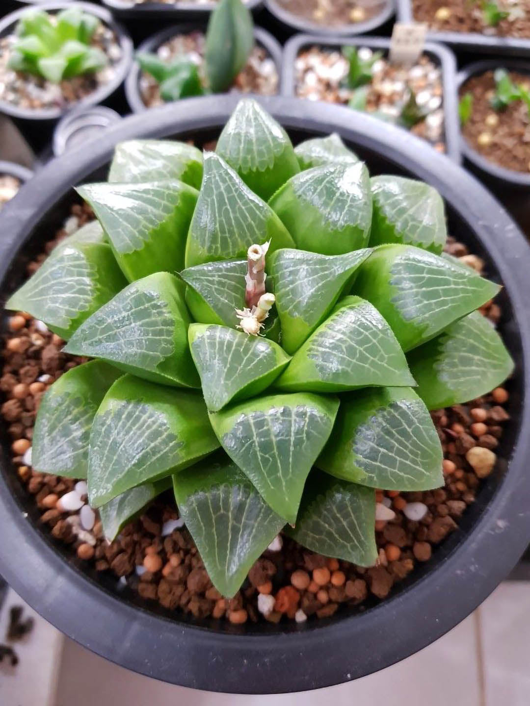 Haworthia Cooperi Fleshy