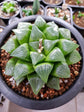 Haworthia Cooperi Fleshy