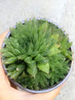Haworthia Cooperi Fleshy
