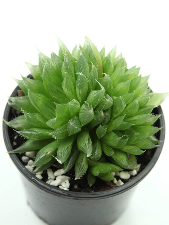 Haworthia Cooperi Var Cooperi Plant or Cooper s Haworthia, Pussy Foot, Window Haworthia with Green coloured leaves and White coloured flower 