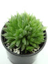 Haworthia Cooperi Var Cooperi Plant or Cooper s Haworthia, Pussy Foot, Window Haworthia with Green coloured leaves and White coloured flower 