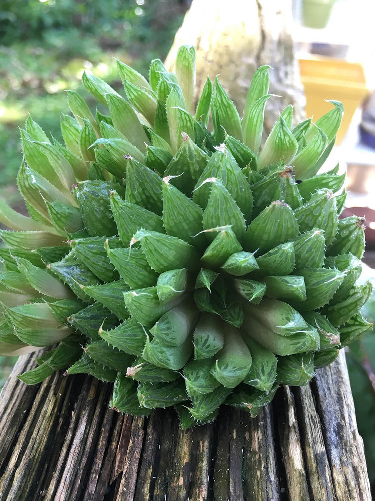 Haworthia Cooperi Var Cooperi
