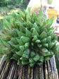 Haworthia Cooperi Var Cooperi