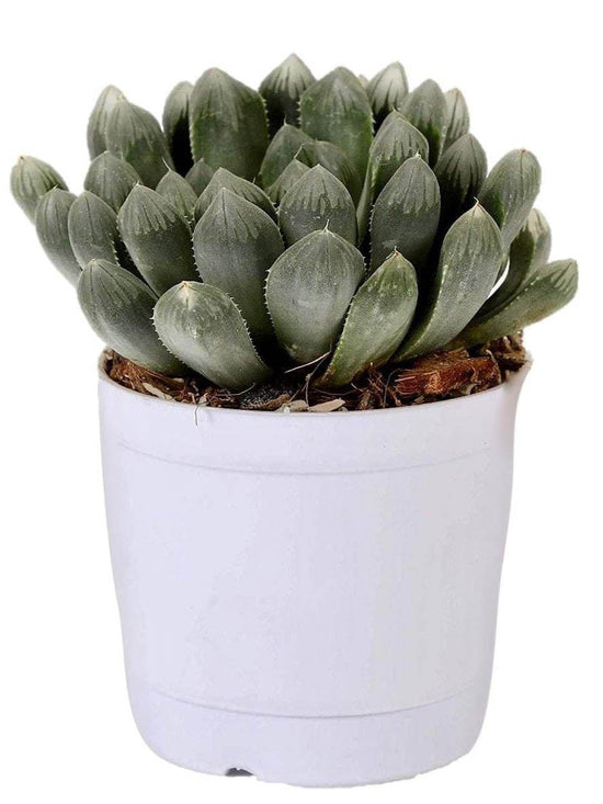 Haworthia Cooperi Hybrid Plant or Cooper s Haworthia, Pussy Foot, Window Haworthia with Bluish Green coloured leaves and Pink coloured flower 