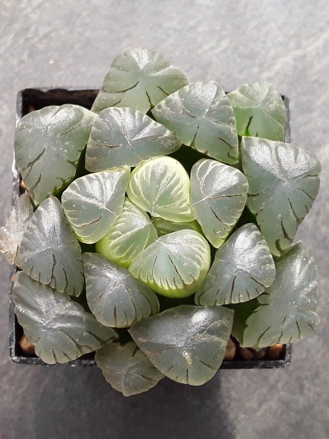 Haworthia Cooperi Hybrid