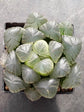 Haworthia Cooperi Hybrid