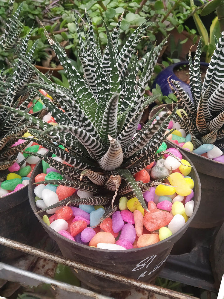 Haworthia Fasciata Plant or Zebra Haworthiia, Zebra Cactus,Haworthia Zebra Plant with Dark green with white stripes coloured leaves and Pinkish white coloured flower 